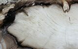 Petrified Wood (Spruce) Slab - Eagle's Nest, Oregon #34477-1